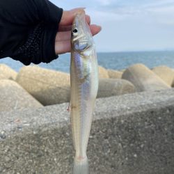 キス釣りに行きました。