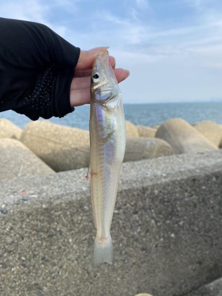 キス釣りに行きました。