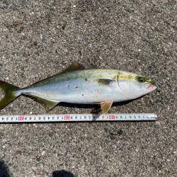 大サバまわってます!