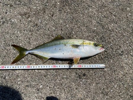 大サバまわってます!