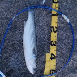 ボララッシュ。