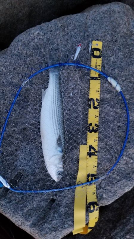 ボララッシュ。