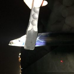 タチウオが安定してきたかな？