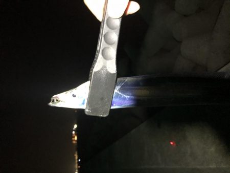 タチウオが安定してきたかな？