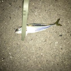 やっちまった(^◇^;)