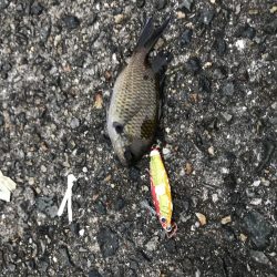 渋いけど魚種多彩?