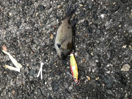 渋いけど魚種多彩?