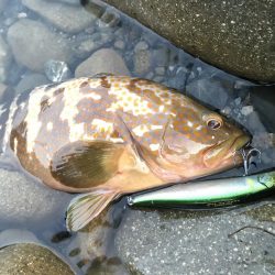 ゴロタサーフでキジハタ