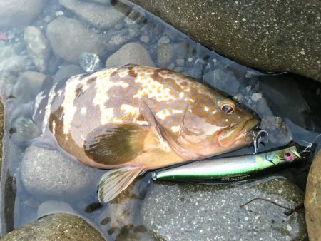 ゴロタサーフでキジハタ