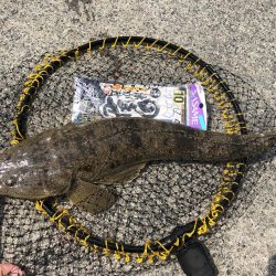 マゴチ、ツバス、アコウ