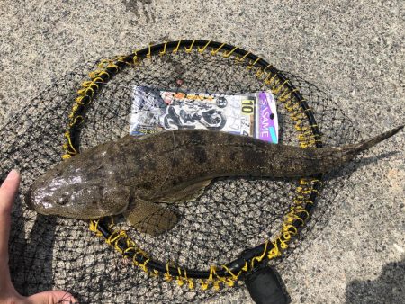 マゴチ、ツバス、アコウ