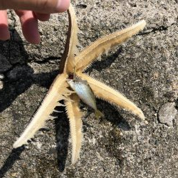 青物はまだまだ