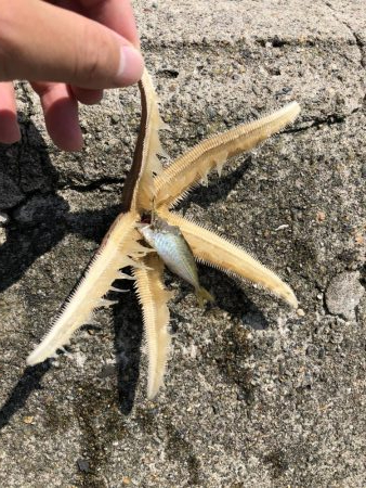 青物はまだまだ