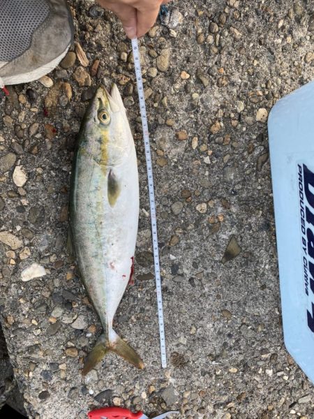 ショアジギング