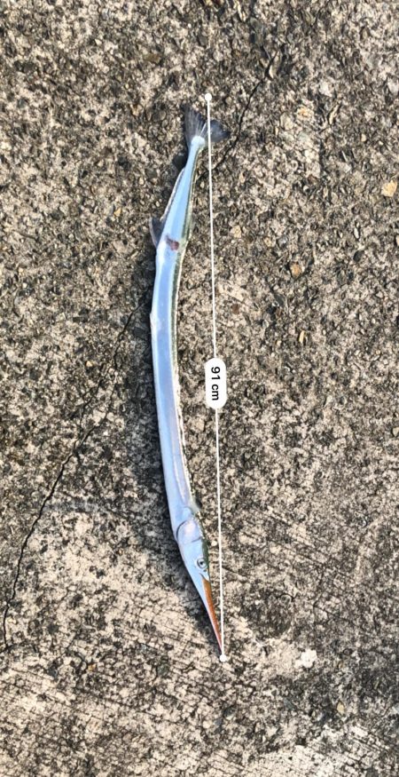 ライトショアジギングで初めての魚種