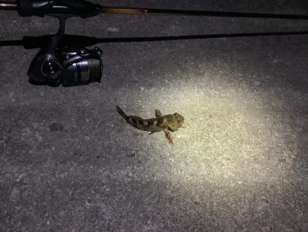 ショックリーダー切れる！残念