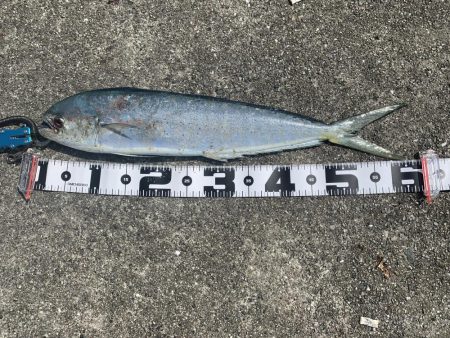 ショアジギング