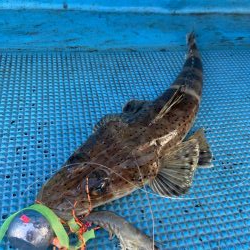 エビラバ&落とし込み釣行