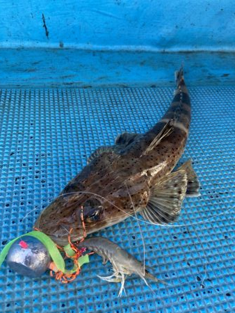 エビラバ&落とし込み釣行