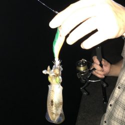 新子のご機嫌は?