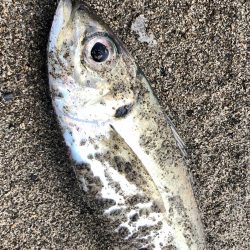 アジ時々マダイ