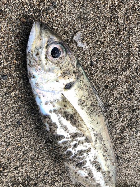 アジ時々マダイ