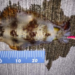 夏いかエギング