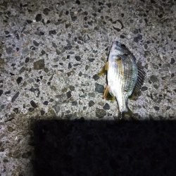 フカセ釣り、あたり少ない、、、