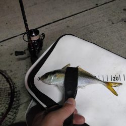 某釣具屋情報事実確認アジング