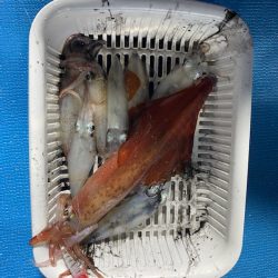 初イカメタル（ダイコク丸にて）