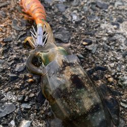 早生まれのアオリイカ?