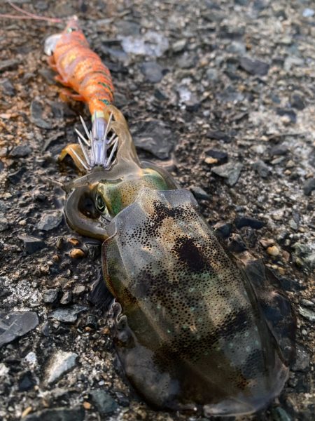 早生まれのアオリイカ?