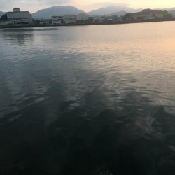 磯間港波止で良型コサバ20匹