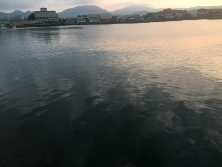 磯間港波止で良型コサバ20匹