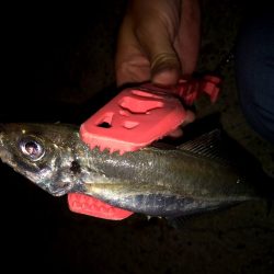 早朝アジングin大阪6