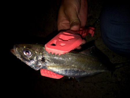 早朝アジングin大阪6