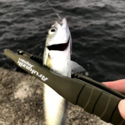 早朝アジングならぬサバング11