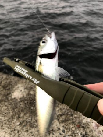 早朝アジングならぬサバング11