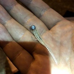 早朝アジングin大阪南港（20200818）