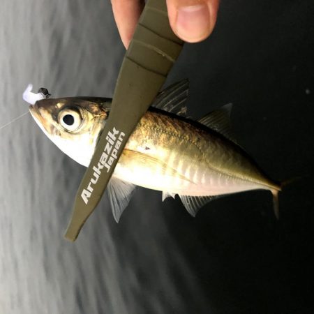 早朝アジングin大阪舞洲9（20200821）