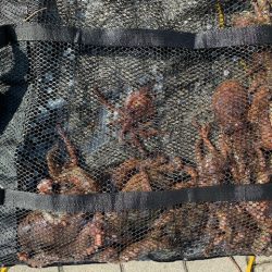 梅雨明け、タコ爆釣！！