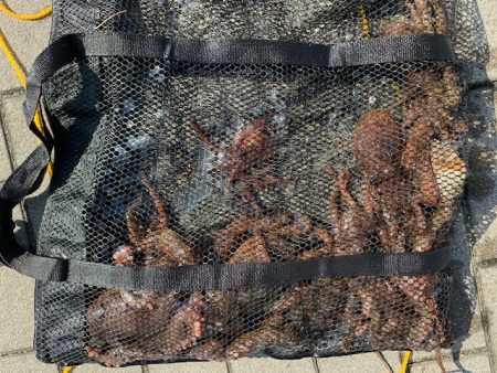 梅雨明け、タコ爆釣！！