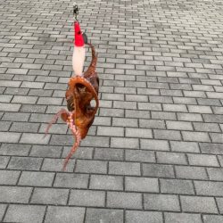 タコ、一回り大きい