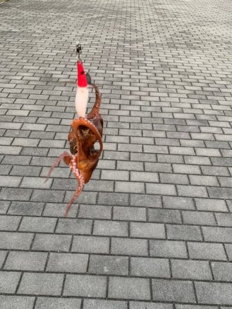 タコ、一回り大きい