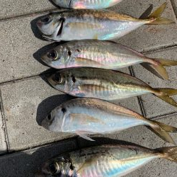 メクリアジとタコ