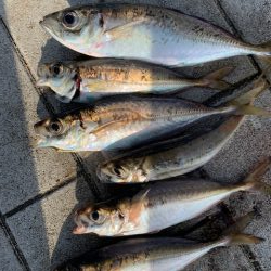 メクリアジ、おまけでタコ