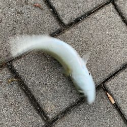 豆マキマキ最高