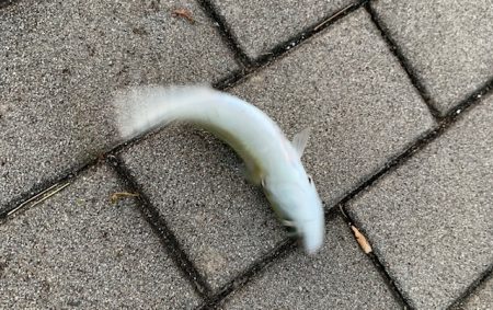 豆マキマキ最高