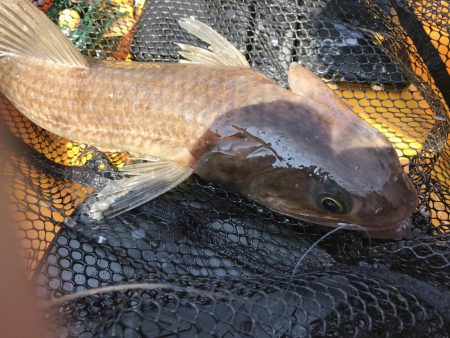 カヤックジギング