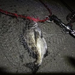 (2020/08/01 南港ヘチ釣り 真チヌ 44㎝、キビレチヌ 40cm,38.5㎝、ガシラ 釣果有り!)